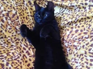 Gato raça SRD-ViraLata idade 1 ano nome Tina