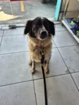 Maui