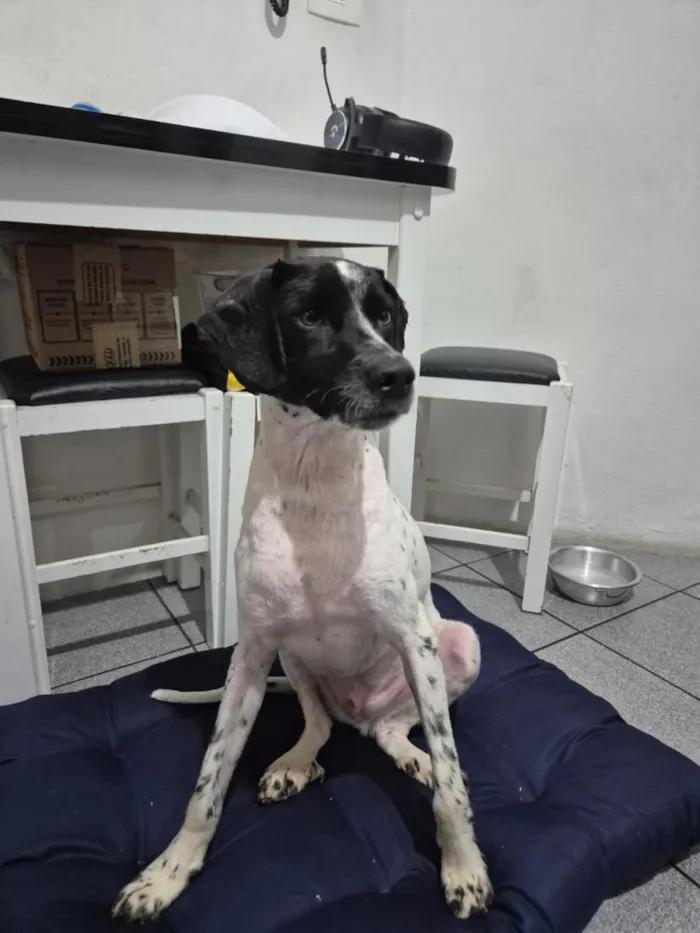 Cachorro raça SRD-ViraLata idade 2 anos nome Maui