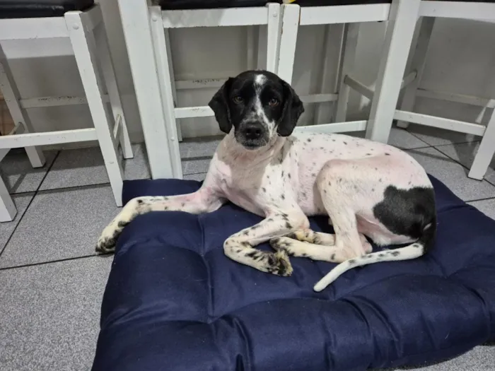Cachorro raça SRD-ViraLata idade 2 anos nome Maui