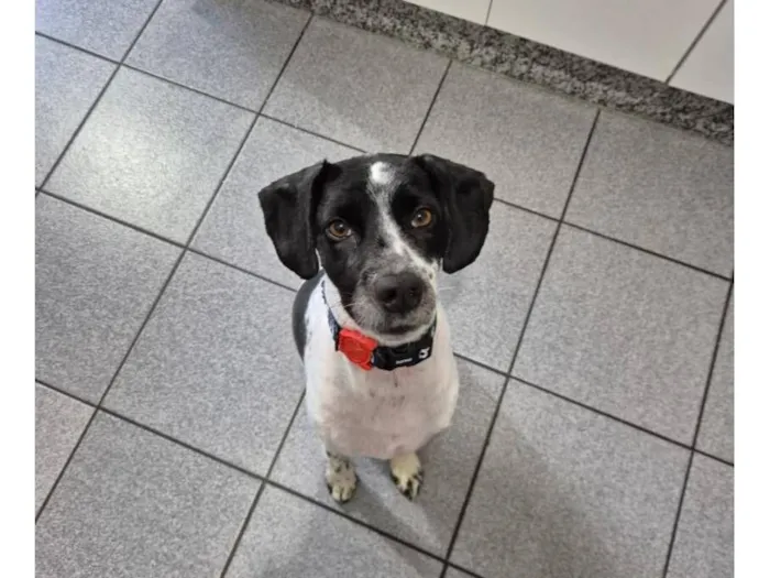 Cachorro raça SRD-ViraLata idade 2 anos nome Maui