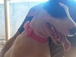 Cachorro raça SRD-ViraLata idade 2 anos nome Kiara