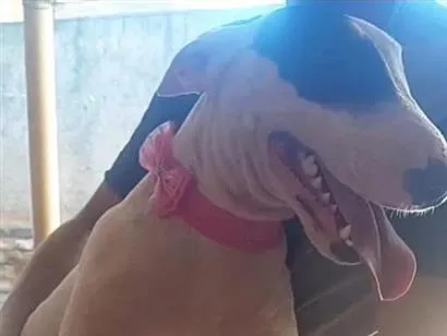 Cachorro raça SRD-ViraLata idade 2 anos nome Kiara