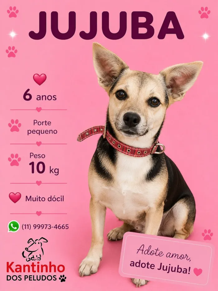 Cachorro raça SRD-ViraLata idade 6 ou mais anos nome Jujuba