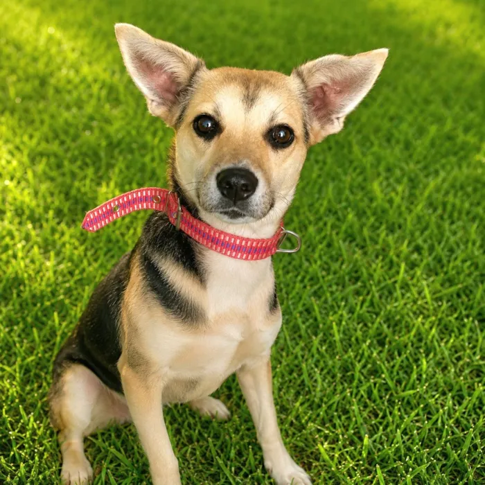 Cachorro raça SRD-ViraLata idade 6 ou mais anos nome Jujuba