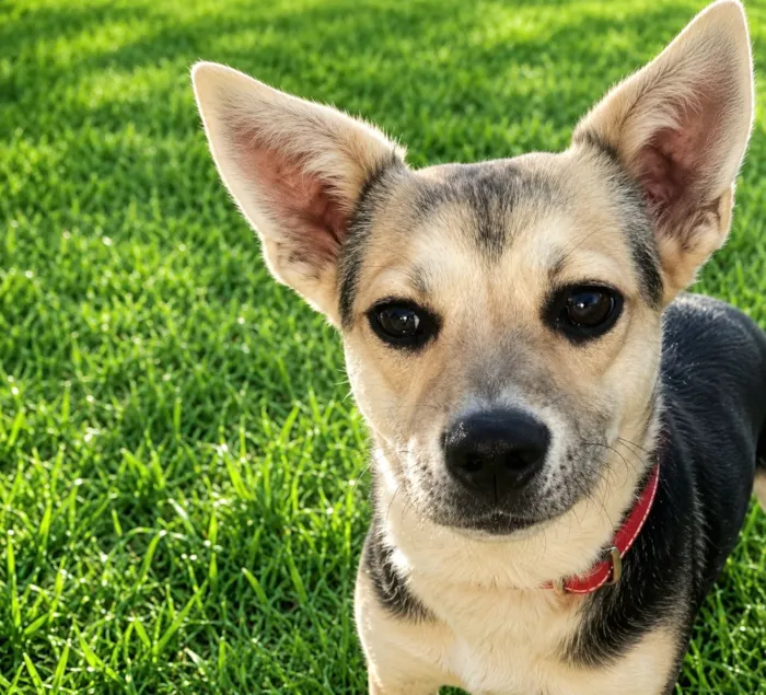 Cachorro raça SRD-ViraLata idade 6 ou mais anos nome Jujuba