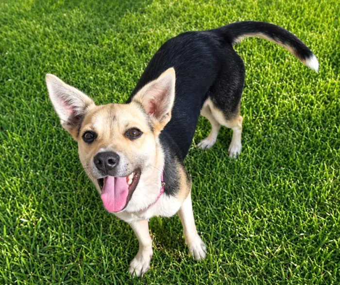 Cachorro raça SRD-ViraLata idade 6 ou mais anos nome Jujuba