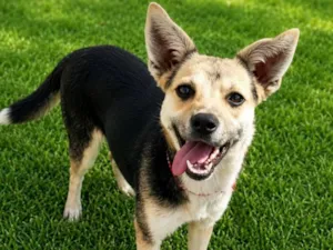 Cachorro raça SRD-ViraLata idade 6 ou mais anos nome Jujuba