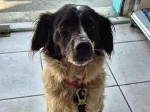 Cachorro raça SRD-ViraLata idade 2 anos nome Maui