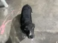 preta