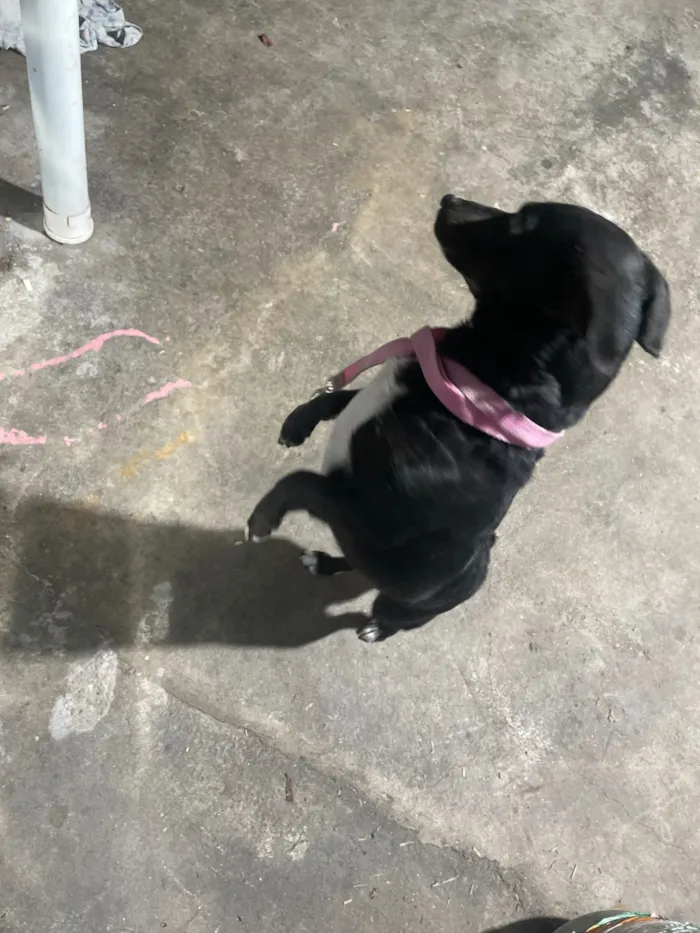 Cachorro raça SRD-ViraLata idade 2 anos nome preta
