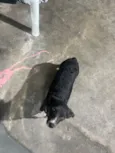 preta