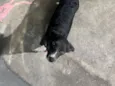 preta