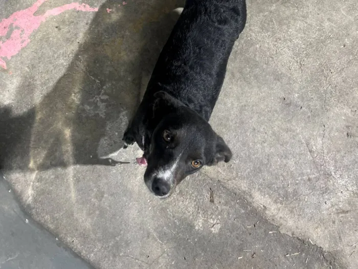 Cachorro raça SRD-ViraLata idade 2 anos nome preta