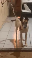Toy