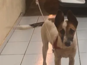 Cachorro raça SRD-ViraLata idade 2 a 6 meses nome Toy
