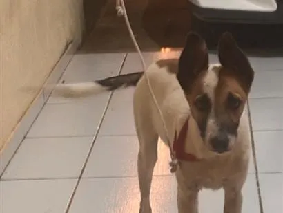 Cachorro raça SRD-ViraLata idade 2 a 6 meses nome Toy