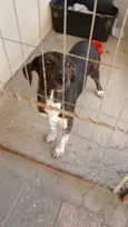 Teca