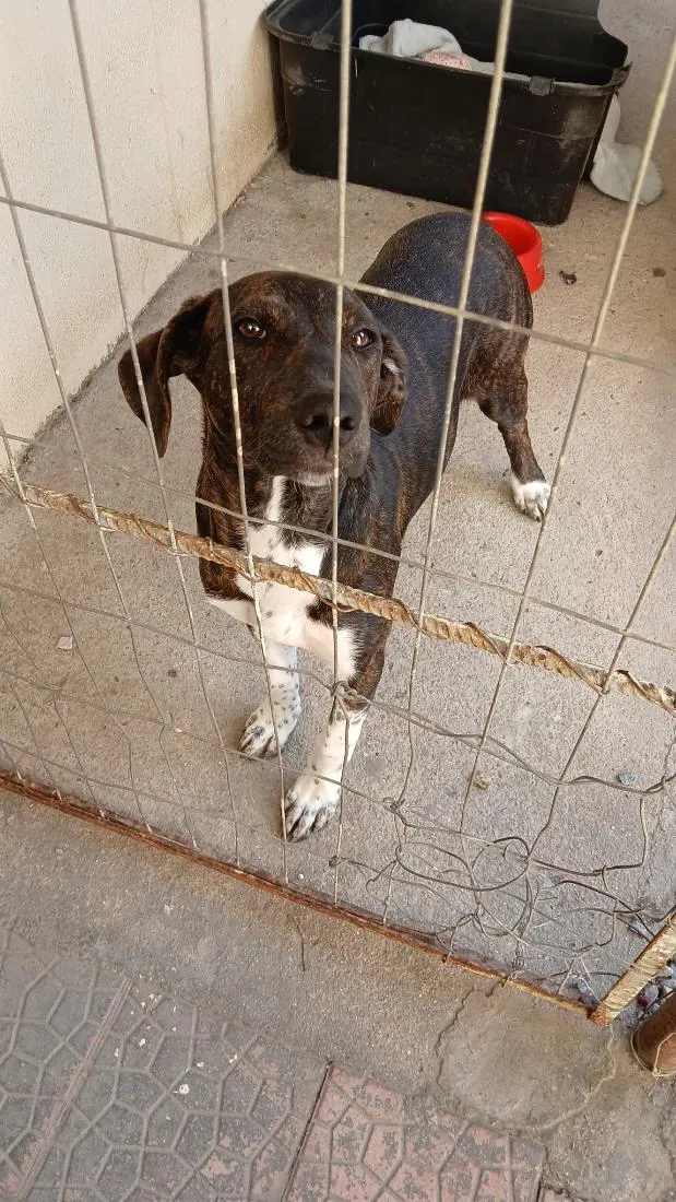 Cachorro raça SRD-ViraLata idade 7 a 11 meses nome Teca