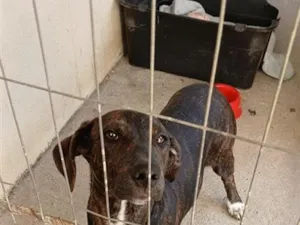 Cachorro raça SRD-ViraLata idade 7 a 11 meses nome Teca