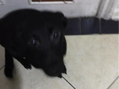 Cachorro raça SRD-ViraLata idade 2 a 6 meses nome Amy - lee