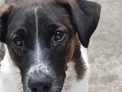 Cachorro raça SRD-ViraLata idade 1 ano nome Fred