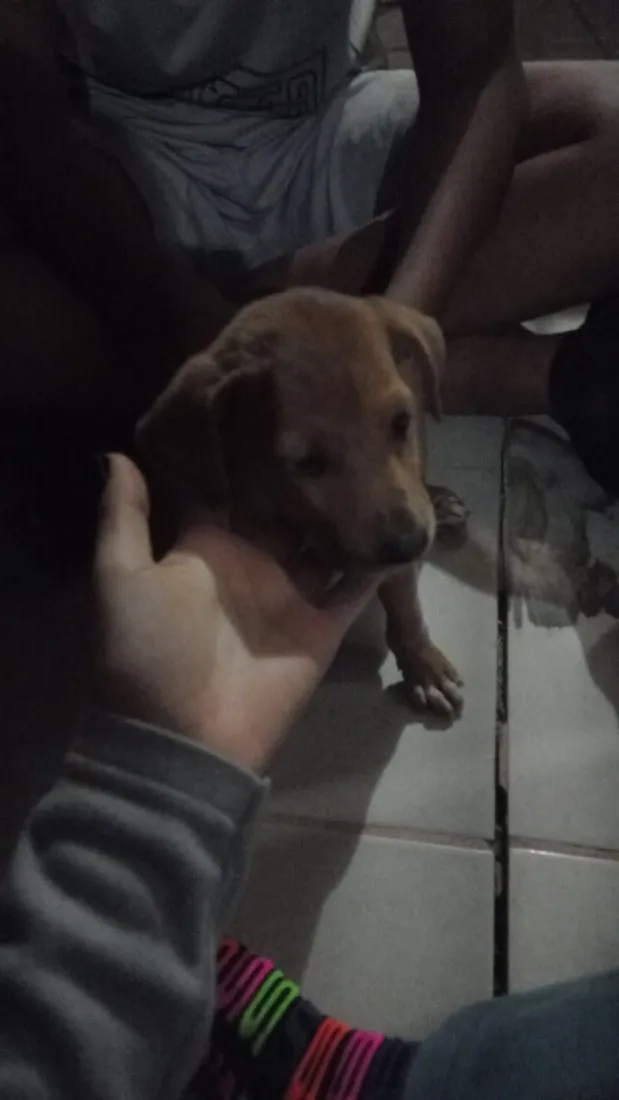 Cachorro raça SRD-ViraLata idade 2 a 6 meses nome Eloa