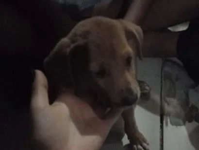 Cachorro raça SRD-ViraLata idade 2 a 6 meses nome Eloa