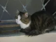 Meow Meow Meow