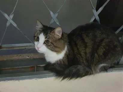 Gato raça SRD-ViraLata idade 2 a 6 meses nome Meow Meow Meow