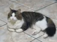 Meow Meow Meow