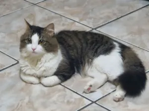 Gato raça SRD-ViraLata idade 2 a 6 meses nome Meow Meow Meow