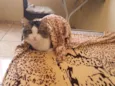 Meow Meow Meow