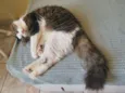 Meow Meow Meow