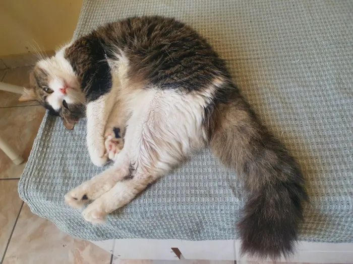 Gato raça SRD-ViraLata idade 2 a 6 meses nome Meow Meow Meow