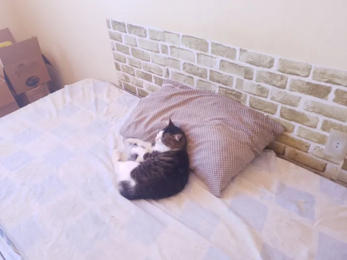 Gato raça SRD-ViraLata idade 2 a 6 meses nome Meow Meow Meow