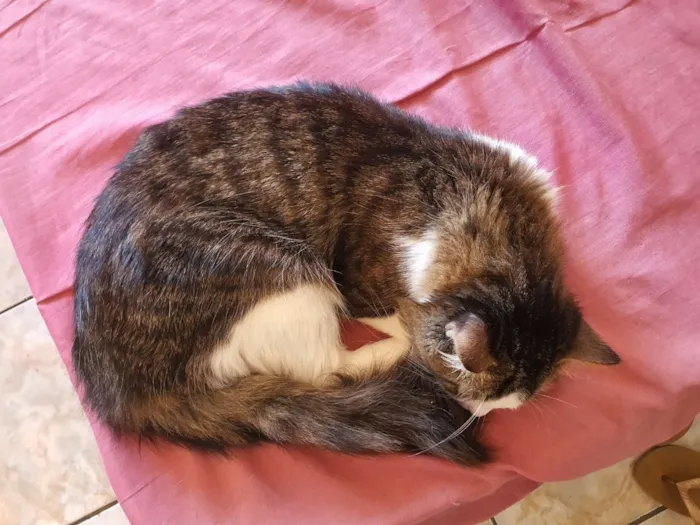 Gato raça SRD-ViraLata idade 2 a 6 meses nome Meow Meow Meow