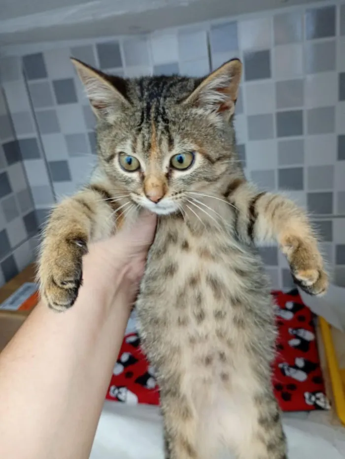 Gato raça SRD-ViraLata idade 2 a 6 meses nome Duda