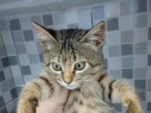 Gato raça SRD-ViraLata idade 2 a 6 meses nome Duda
