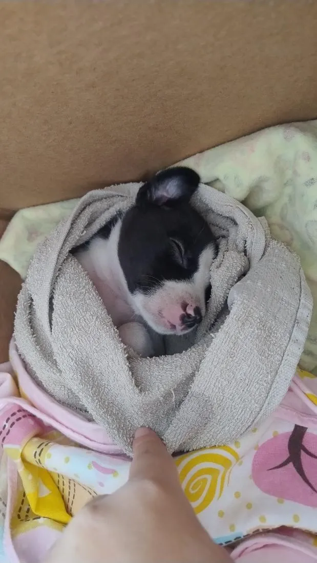 Cachorro raça SRD-ViraLata idade Abaixo de 2 meses nome Julio 