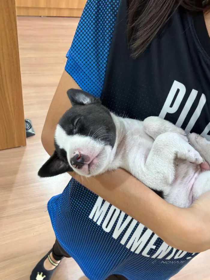 Cachorro raça SRD-ViraLata idade Abaixo de 2 meses nome Julio 