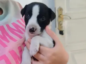 Cachorro raça SRD-ViraLata idade Abaixo de 2 meses nome Julio 