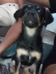 Pitoco