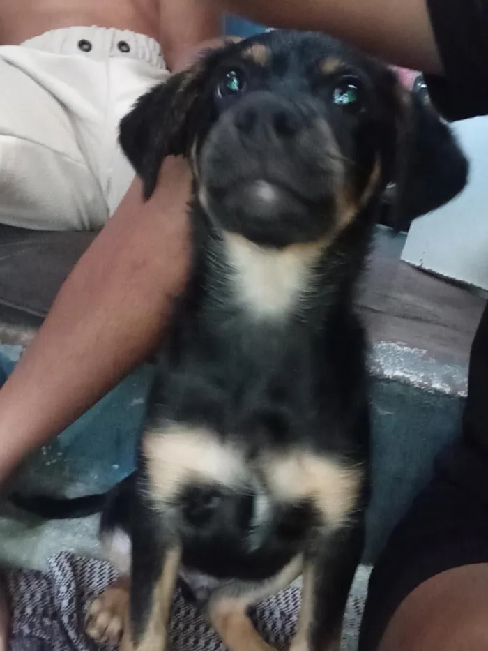 Cachorro raça SRD-ViraLata idade 2 a 6 meses nome Pitoco