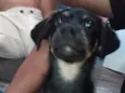 Pitoco
