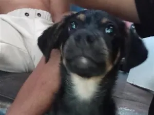 Cachorro raça SRD-ViraLata idade 2 a 6 meses nome Pitoco