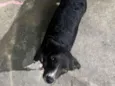 preta