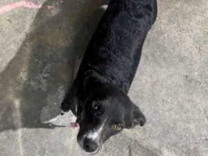 Cachorro raça SRD-ViraLata idade 2 anos nome preta