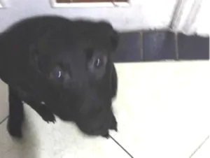 Cachorro raça SRD-ViraLata idade 2 a 6 meses nome Amy - lee