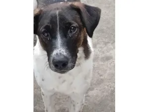 Cachorro raça SRD-ViraLata idade 1 ano nome Fred